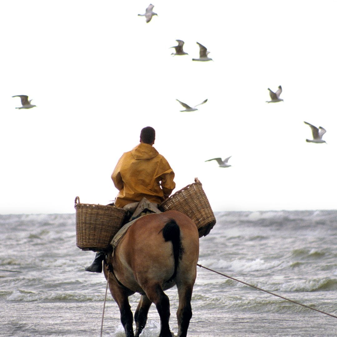 Tradicional pesca de camarones en la ciudad belga de Ostende