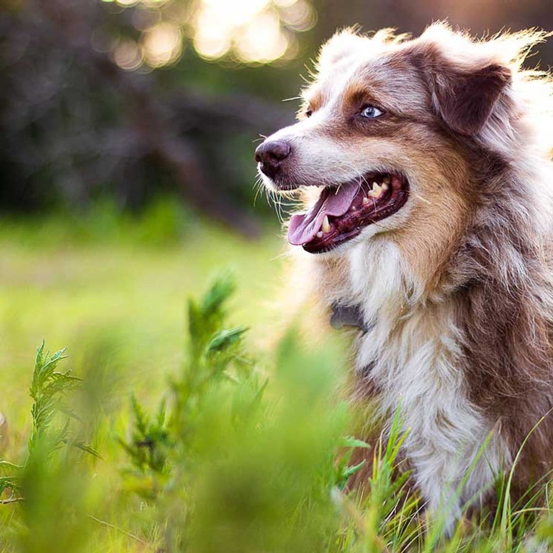 Esta es la razón por la que los perros de campo son más felices que los de ciudad