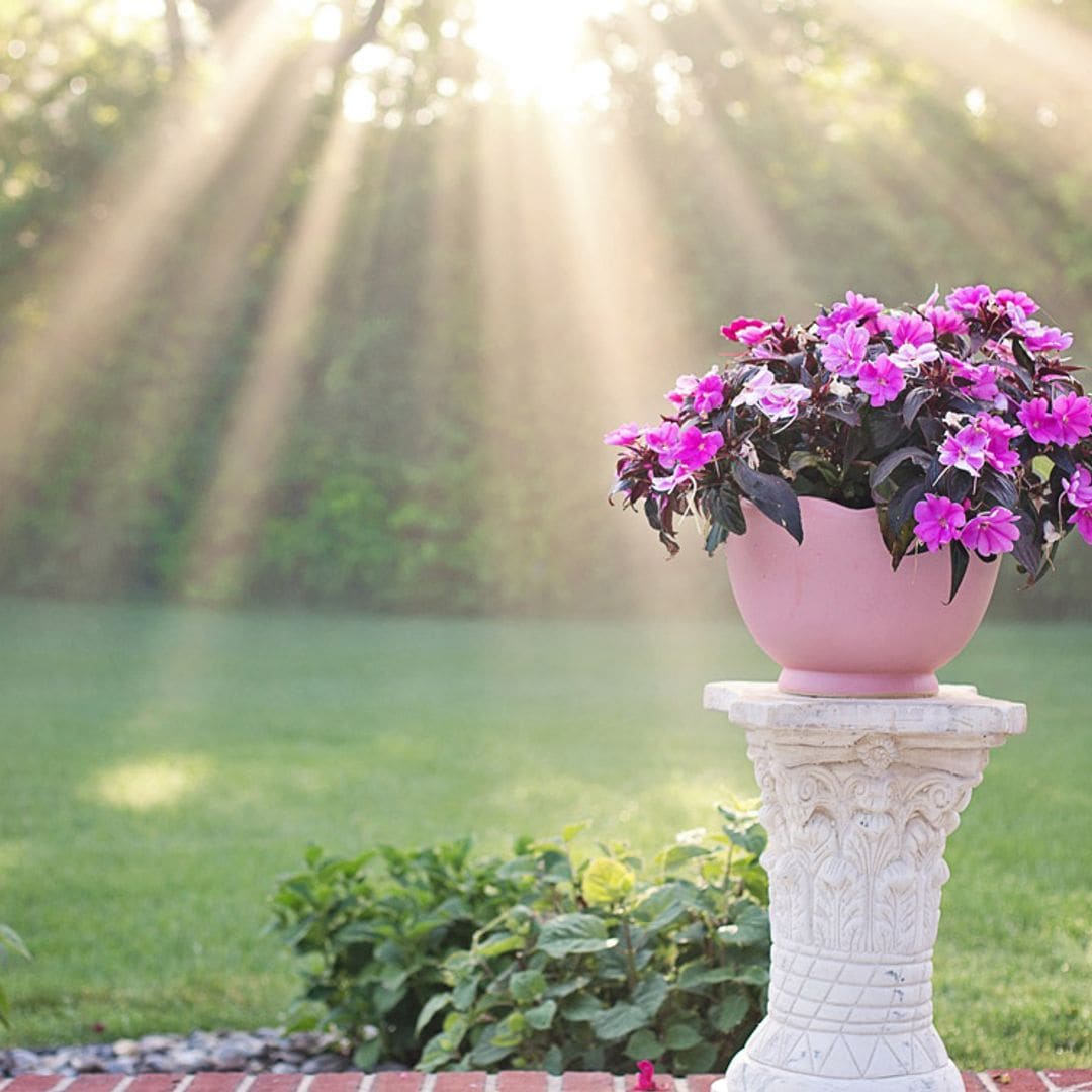 Qué plantas elegir en función de la orientación del jardín