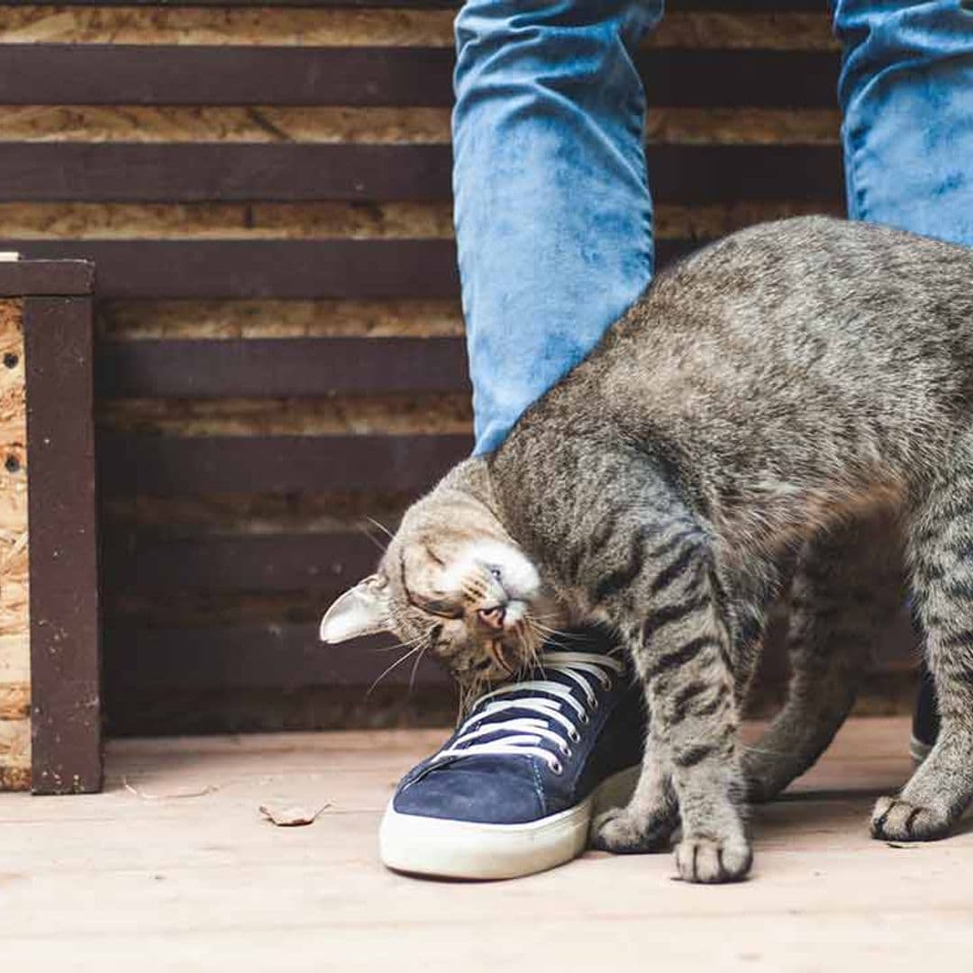 Tu gato también te quiere, estos gestos te lo demuestran