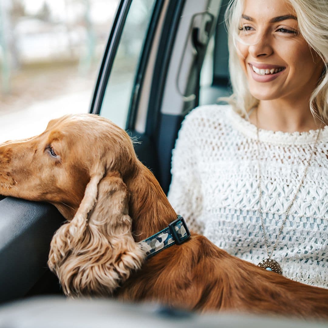 Hazte con el transportín más cómodo para viajar con tu perro a cualquier lugar