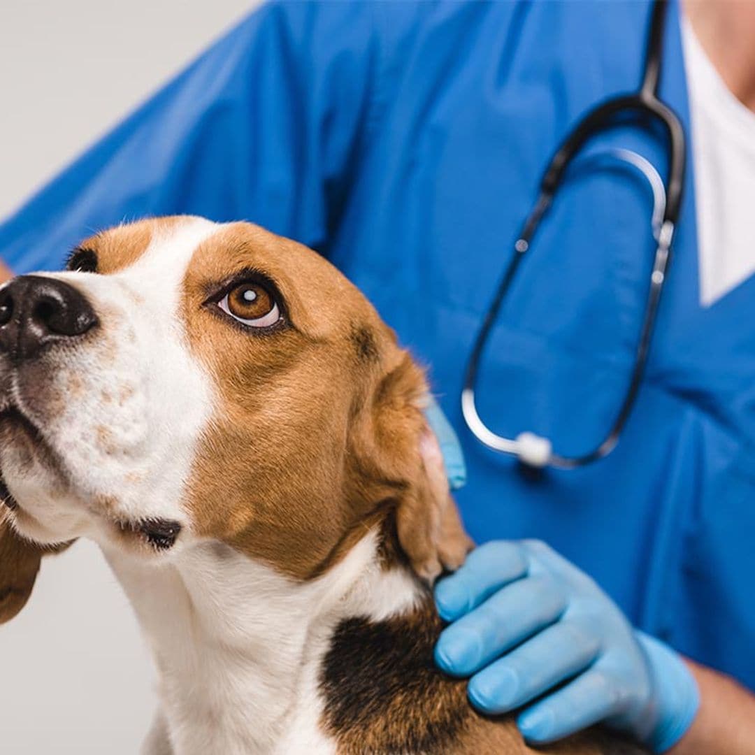 Diarrea en perros y gatos, motivos y recomendaciones para evitarla
