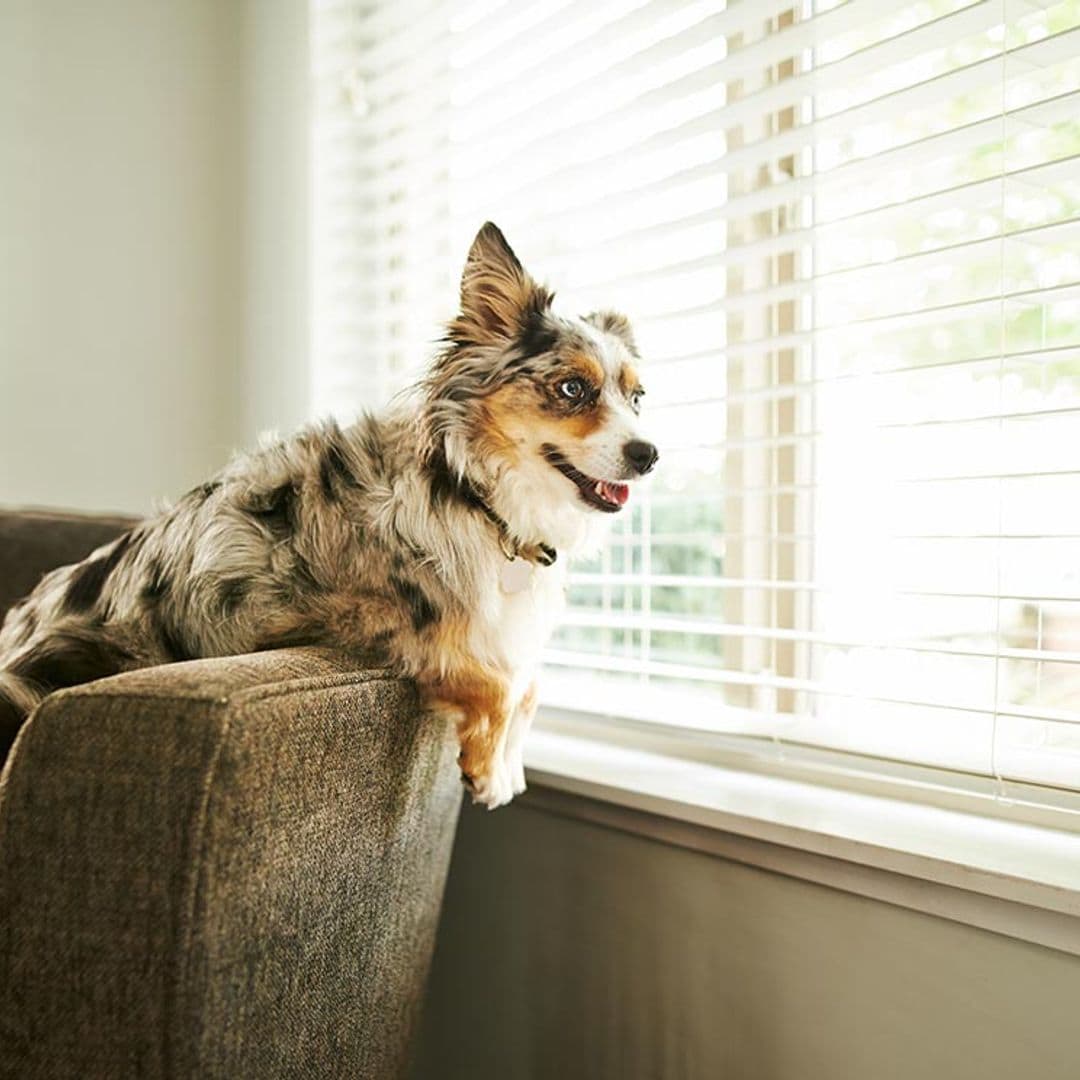 Razones por las que tu perro no quiere estar en casa