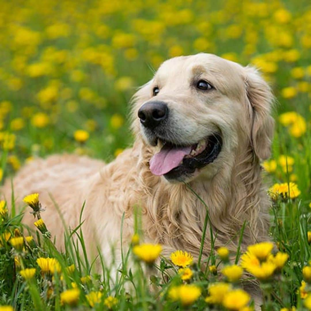 Los mejores cuidados para tu cachorro golden retriever