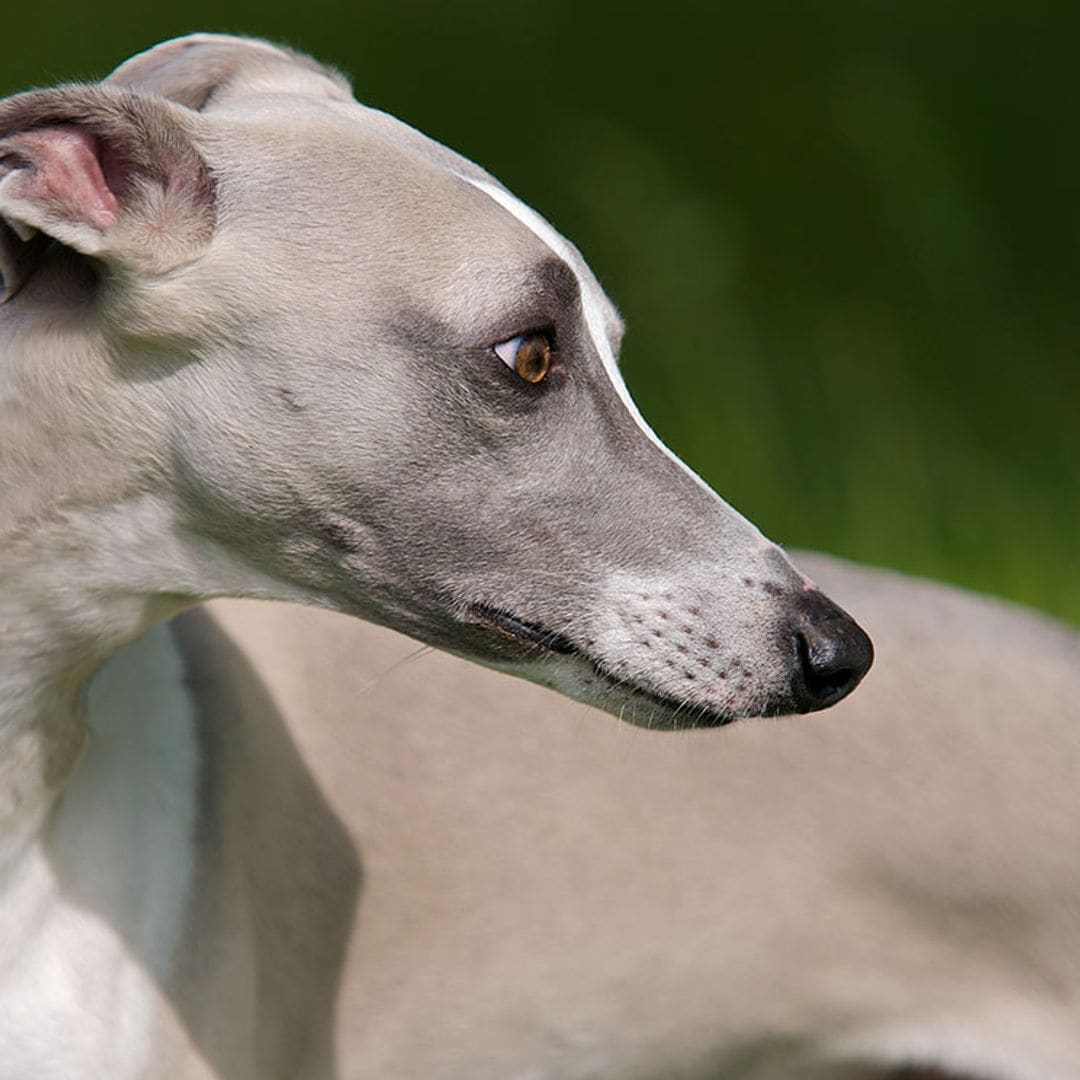 Todo lo que debes saber si quieres adoptar a un galgo