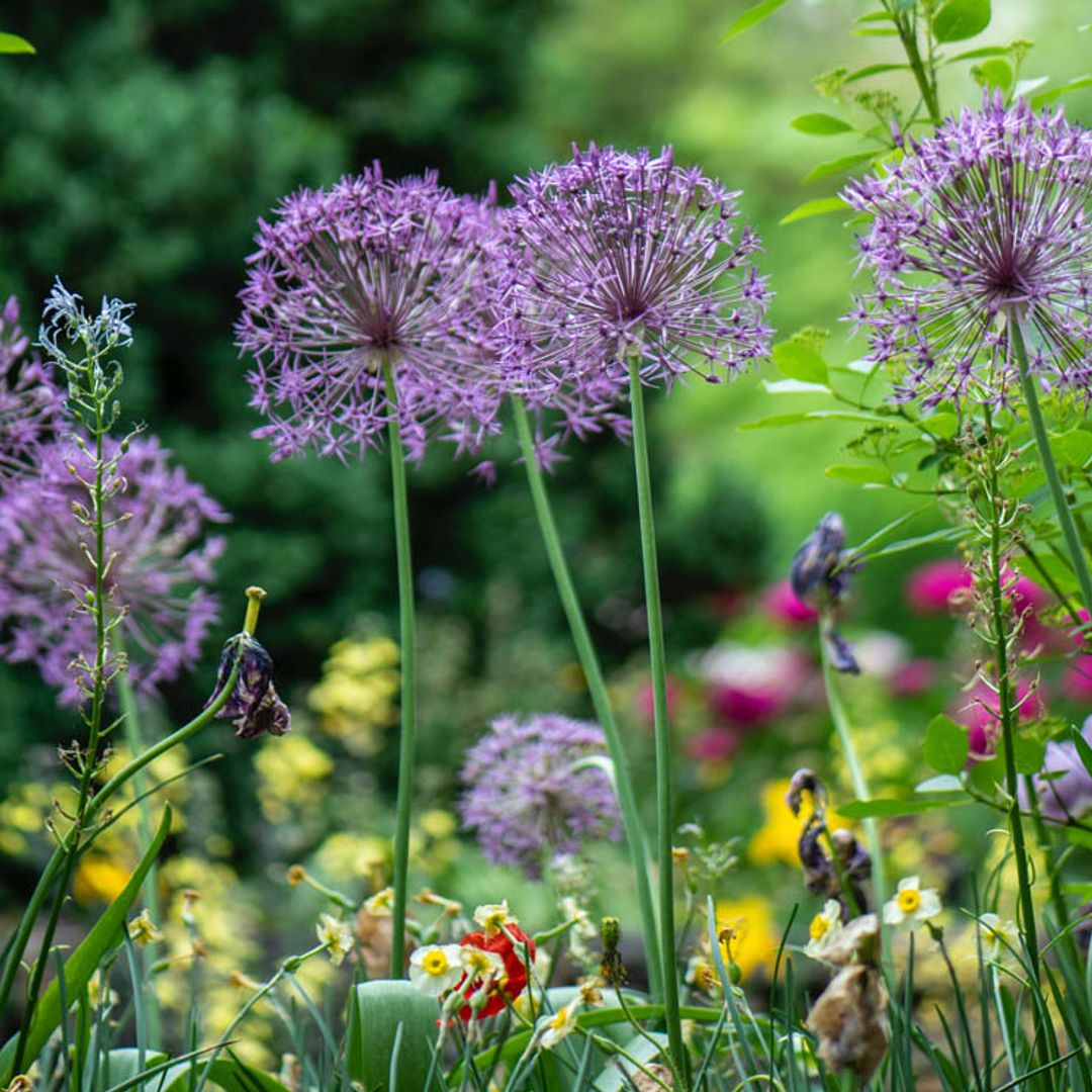 Jardines 'new perennial': tan bellos y libres como la naturaleza