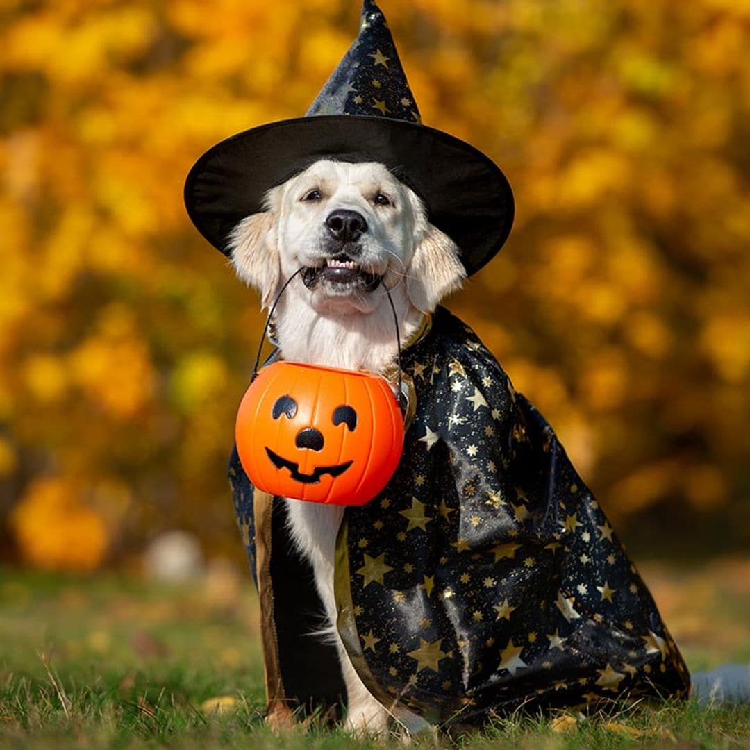 Estos disfraces de Halloween para perros ¡nos han encantando!