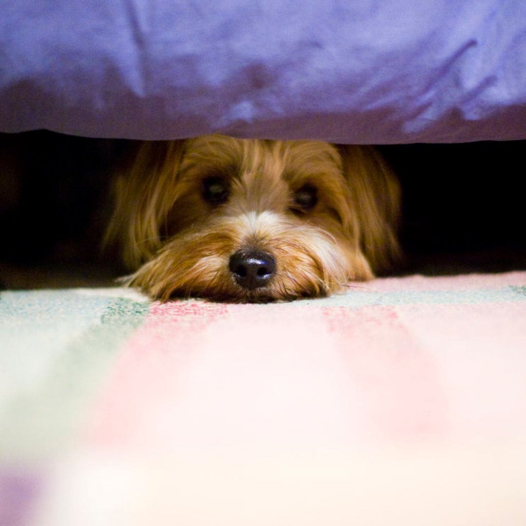 ¿A tu perro le aterran los petardos de la noche de San Juan? Aquí tienes trucos y remedios para calmarlo