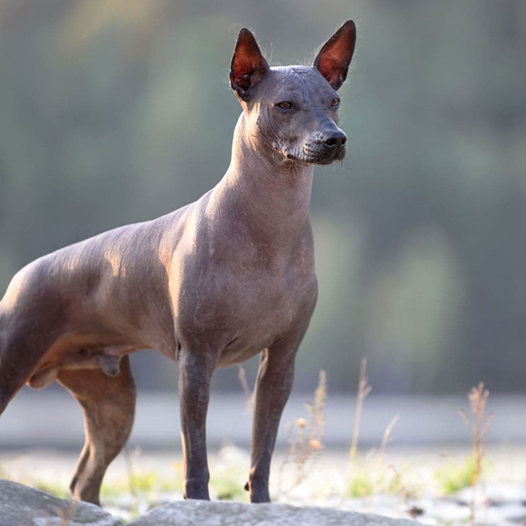 xoloitzcuintle act