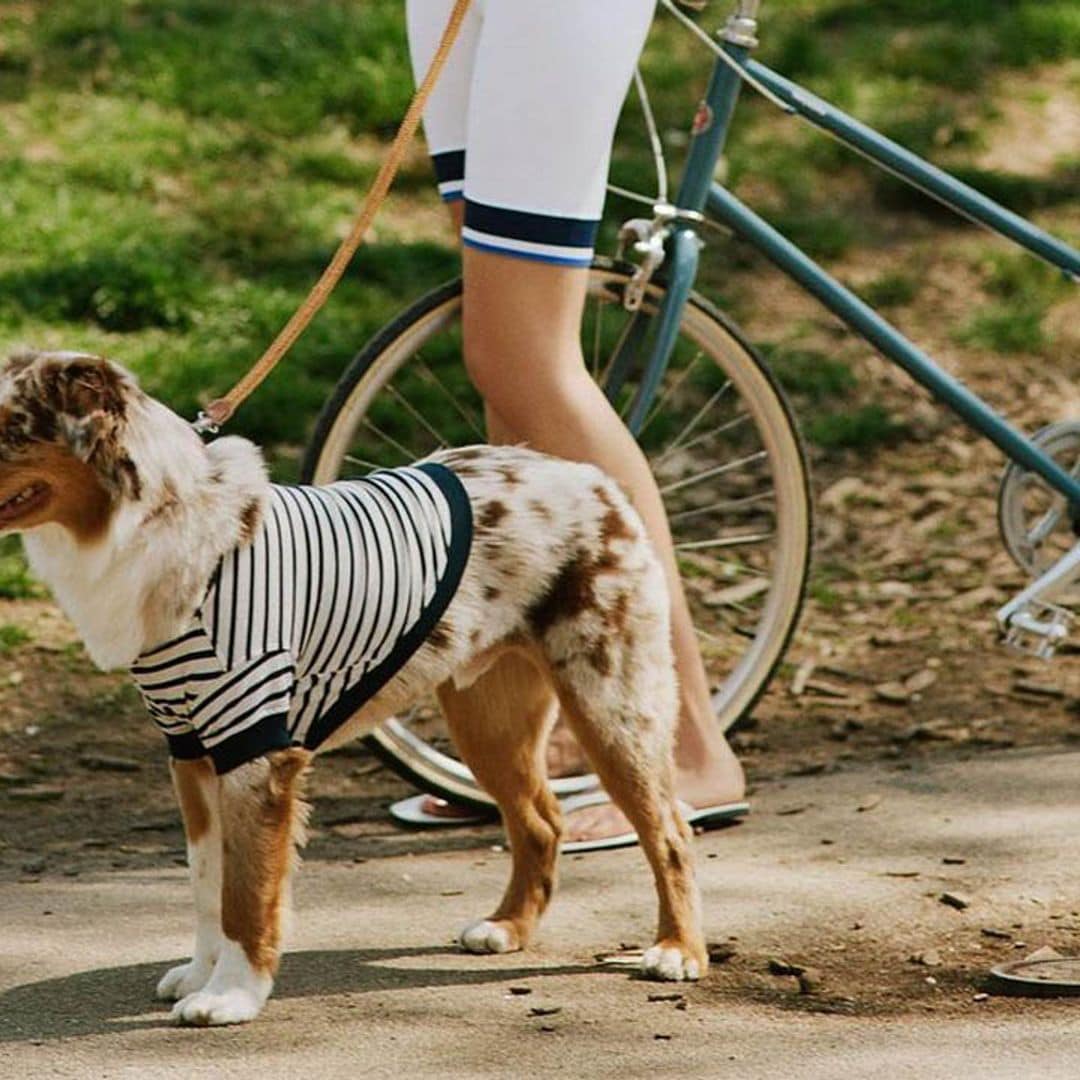 Con estos accesorios, tu perro va a ser el más FASHION de toda la familia 🥰