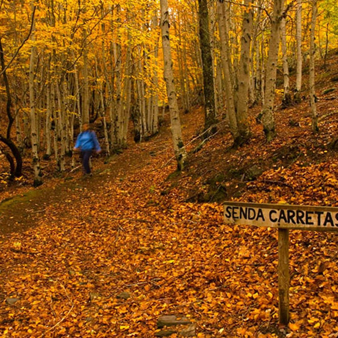 Al hayedo de Tejera Negra le sienta bien el otoño