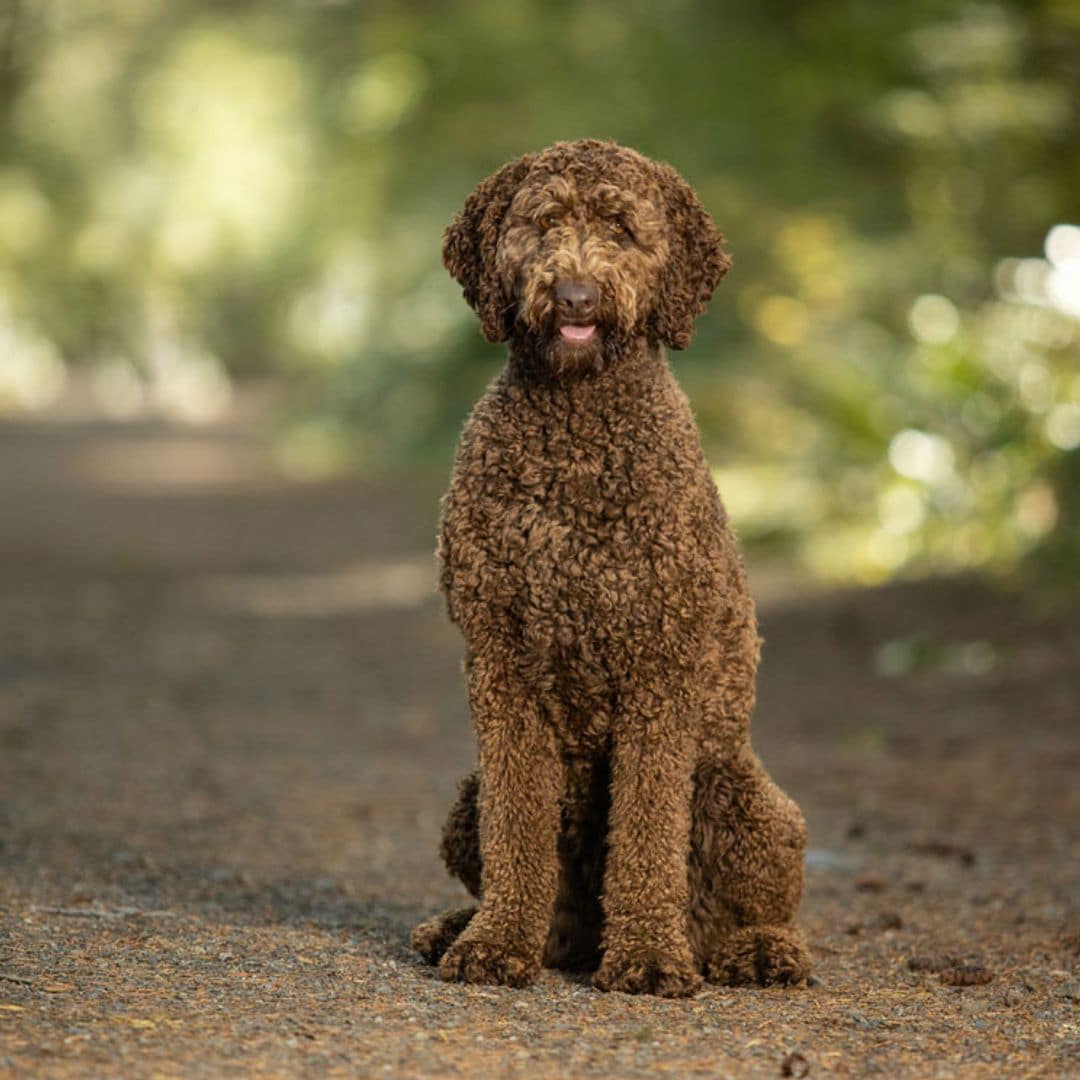 labradoodle