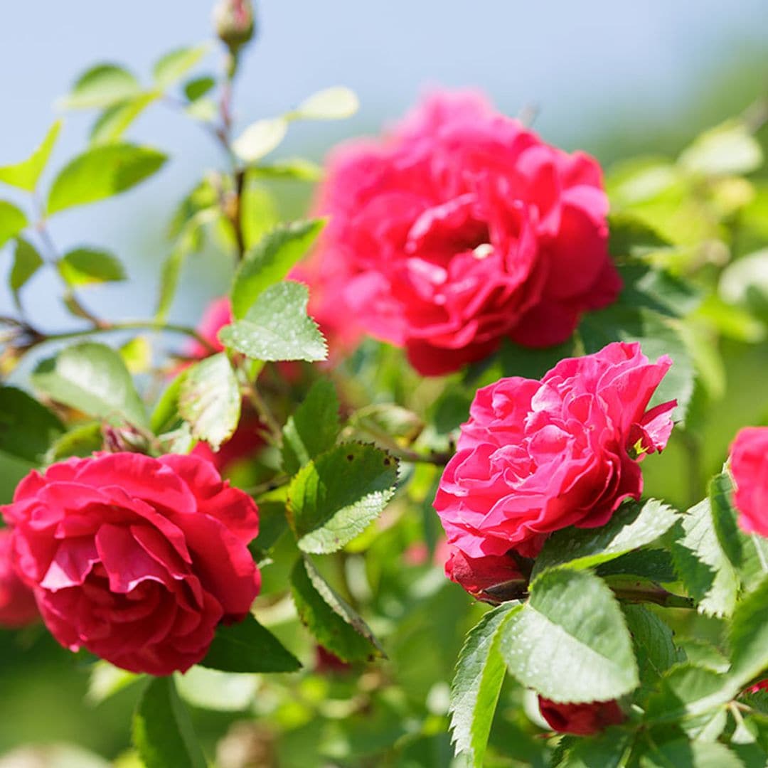 cultivar rosas