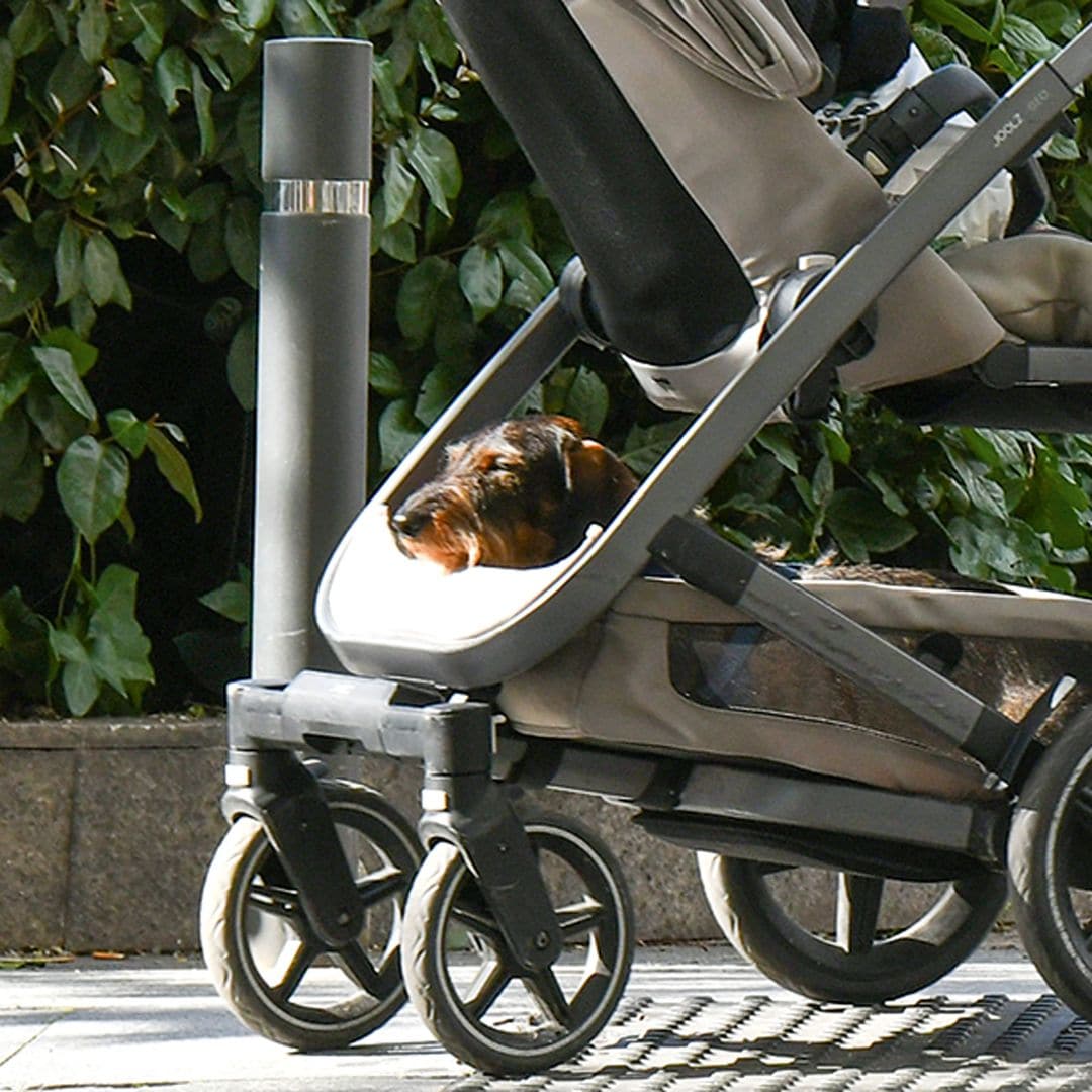 El perro de Isabelle Junot y Álvaro Falcó en el carrito