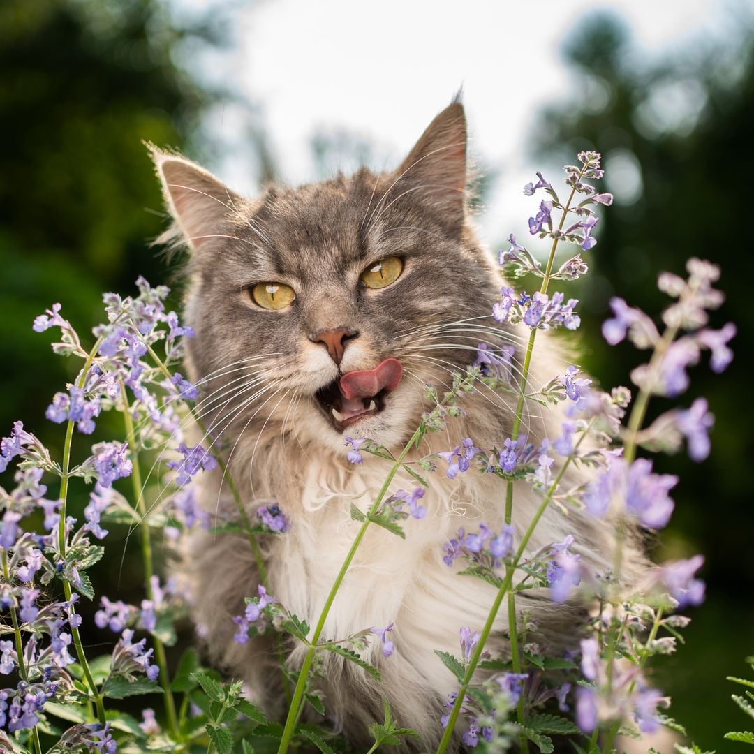 Los cuidados de la hierba gatera, la planta favorita de los felinos