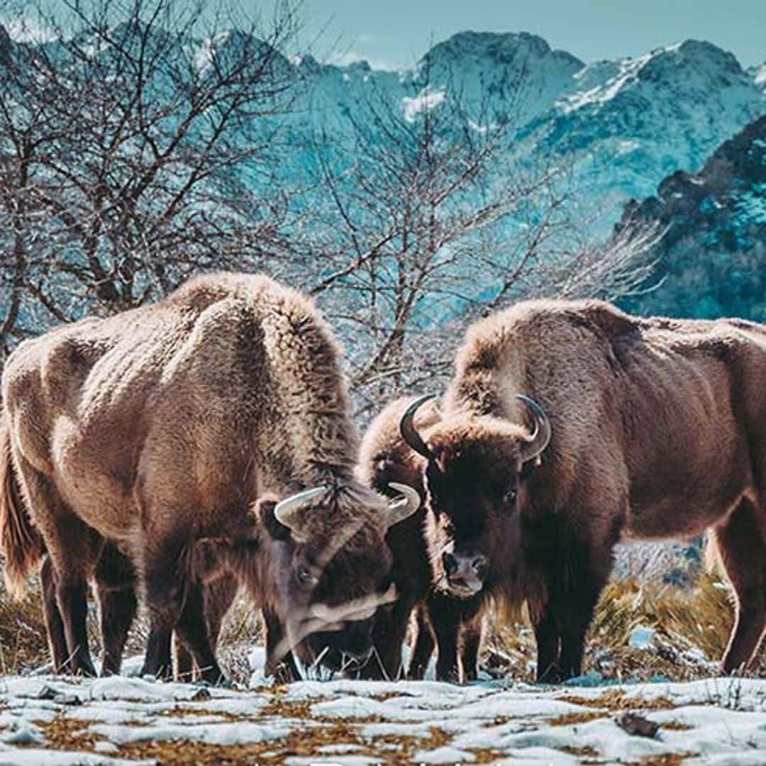 Safari por la montaña de Riaño en busca del bisonte europeo