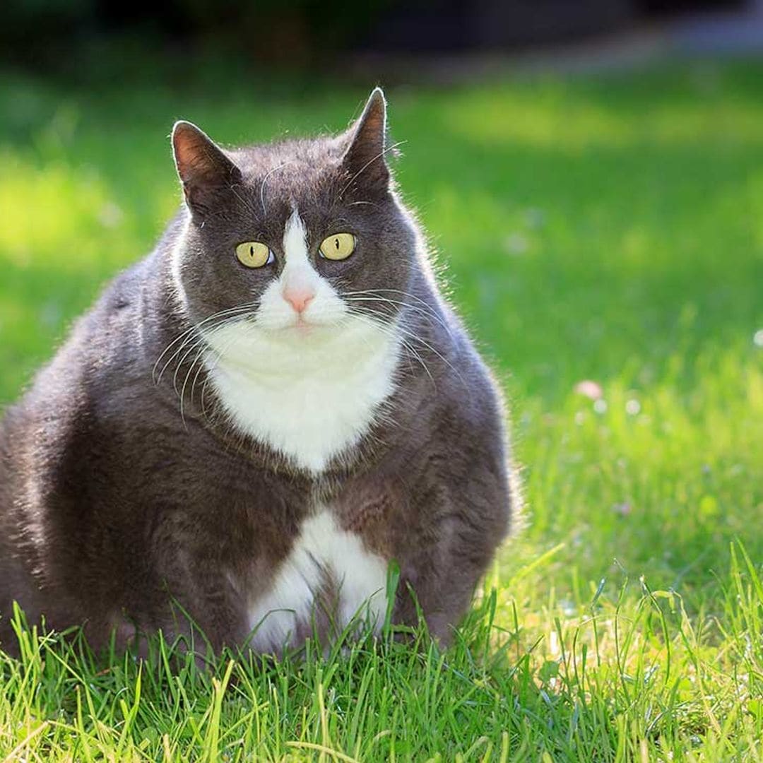 Perros y gatos con sobrepeso: síntomas y consejos prácticos