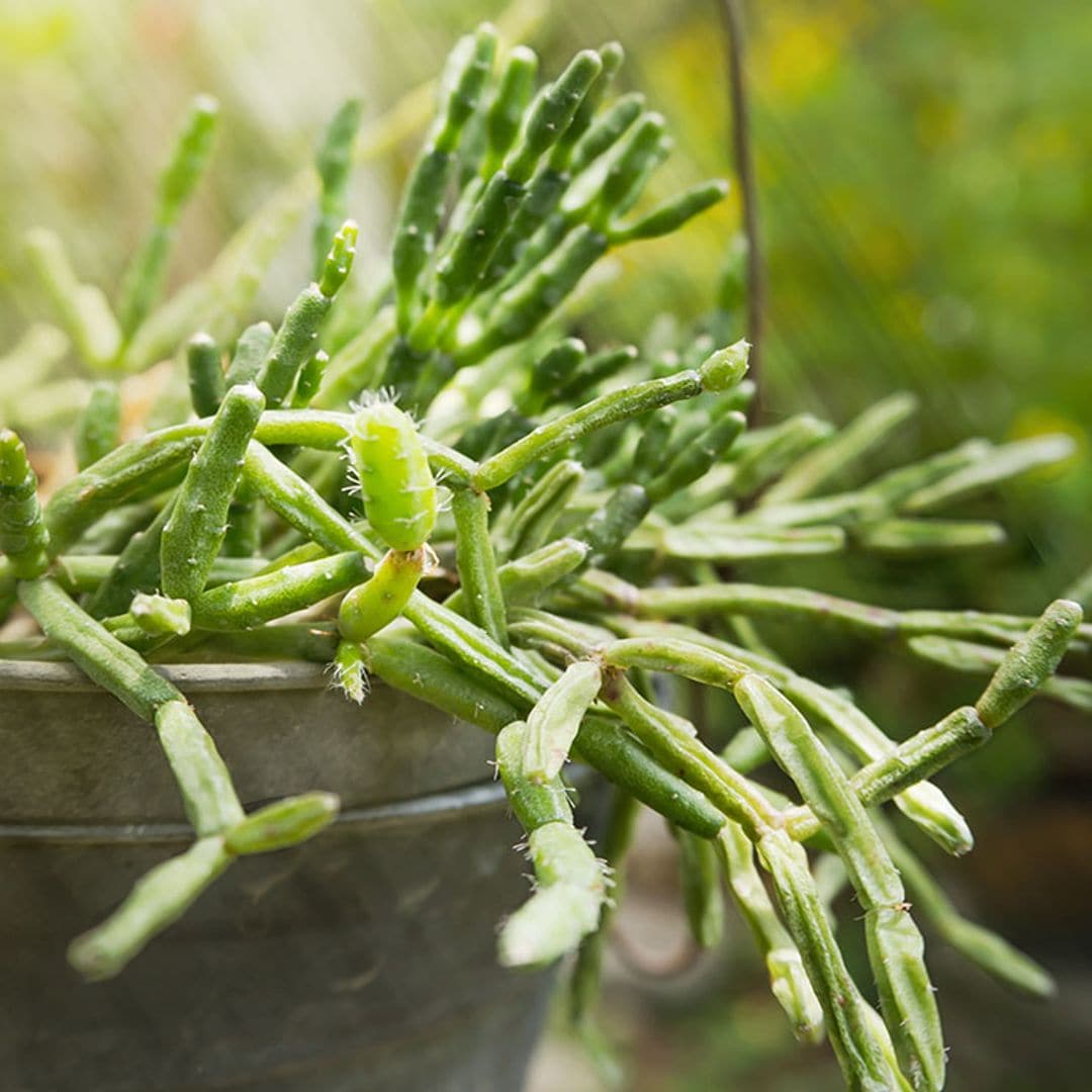 cactus rhipsalis