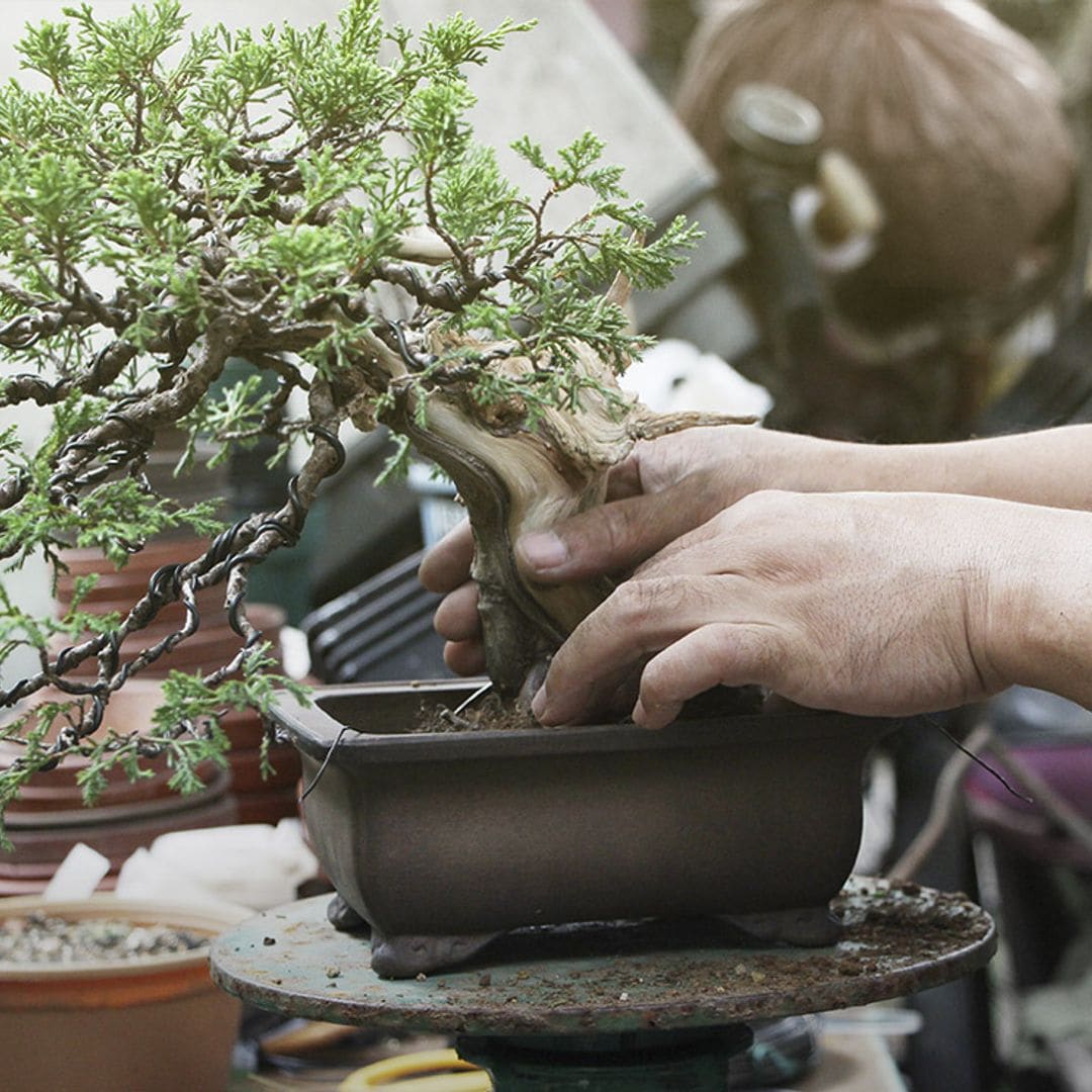 Cómo iniciarte en el arte y cultivo de bonsáis