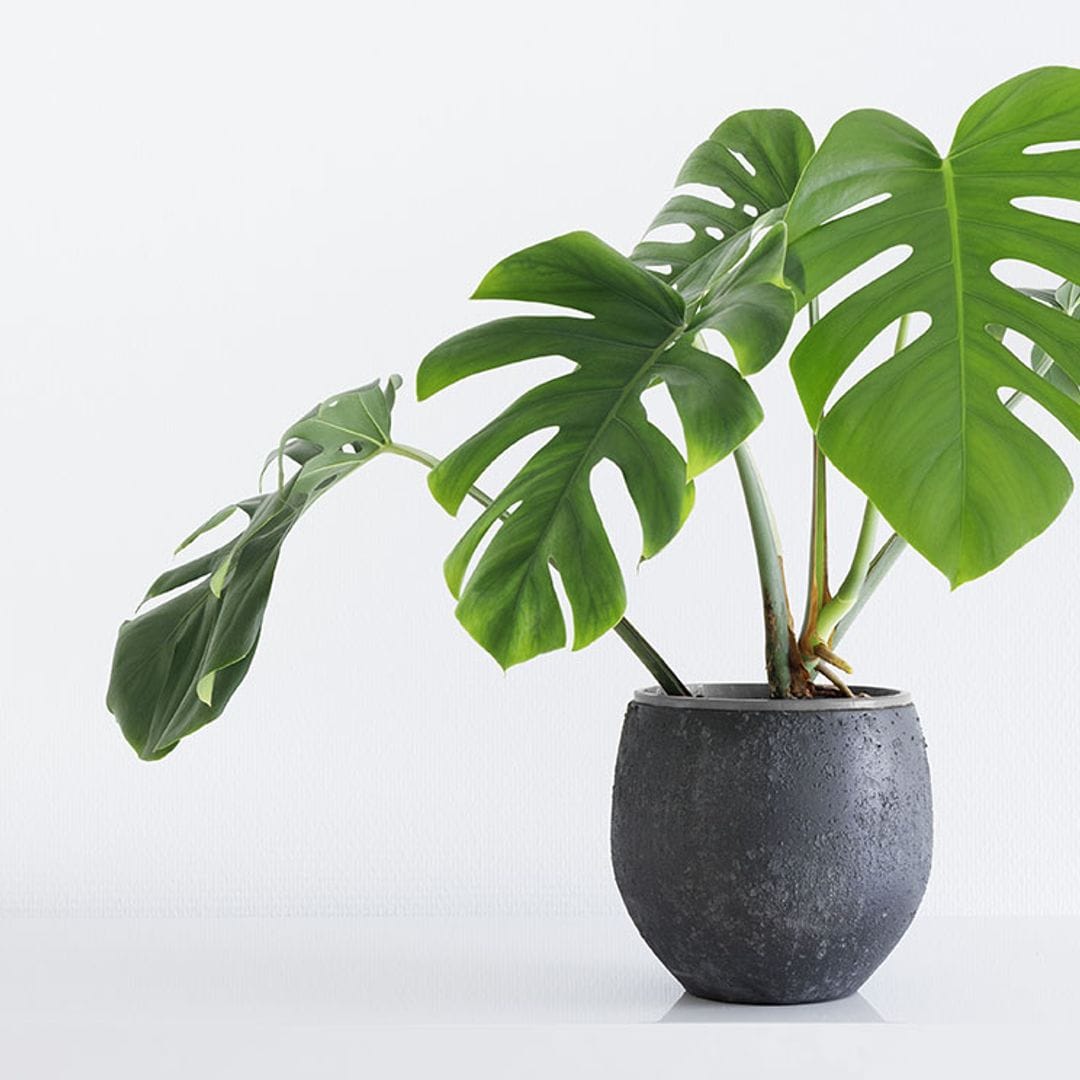 cuidados monstera