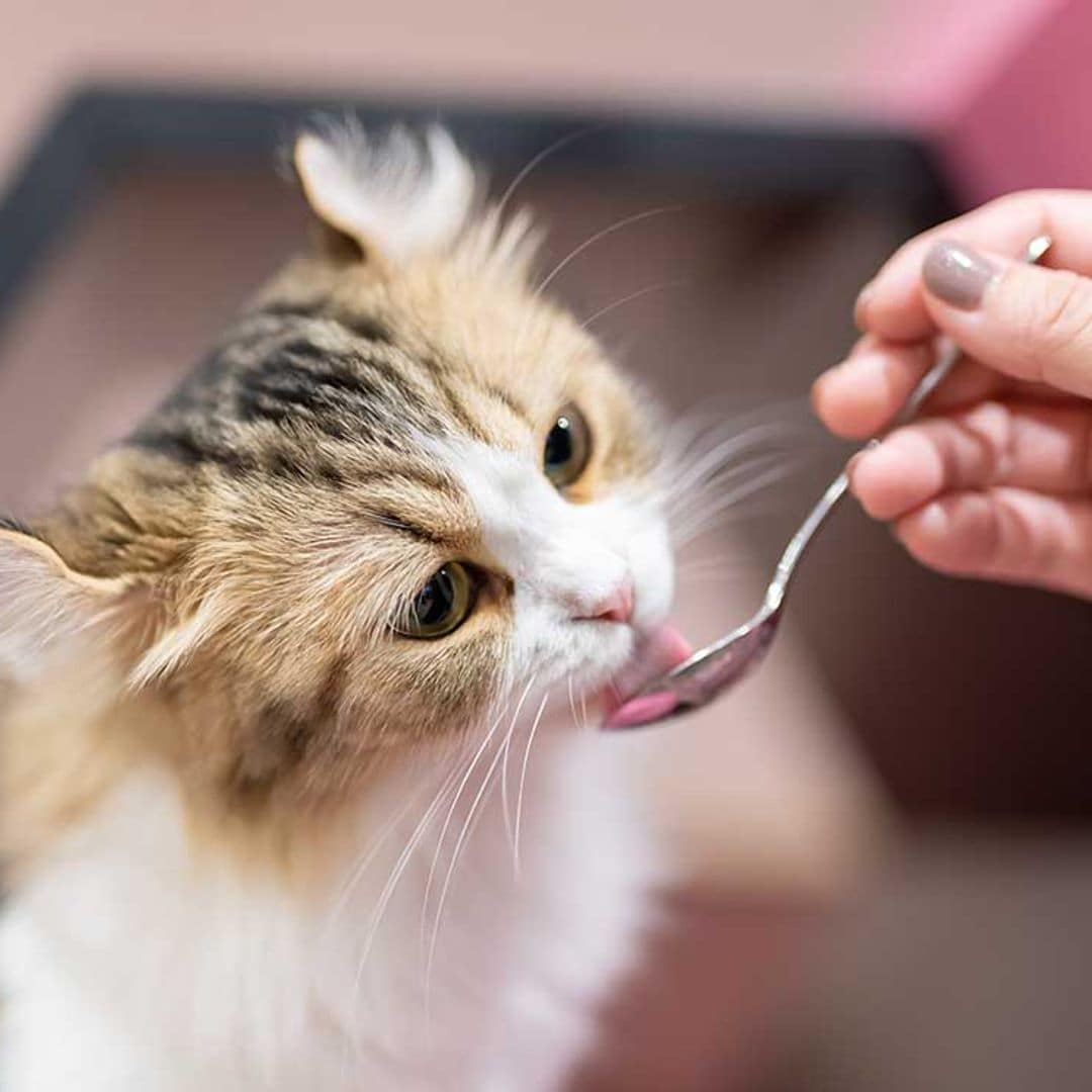 Estas son las opciones 'gourmet' para la alimentación de tu gato