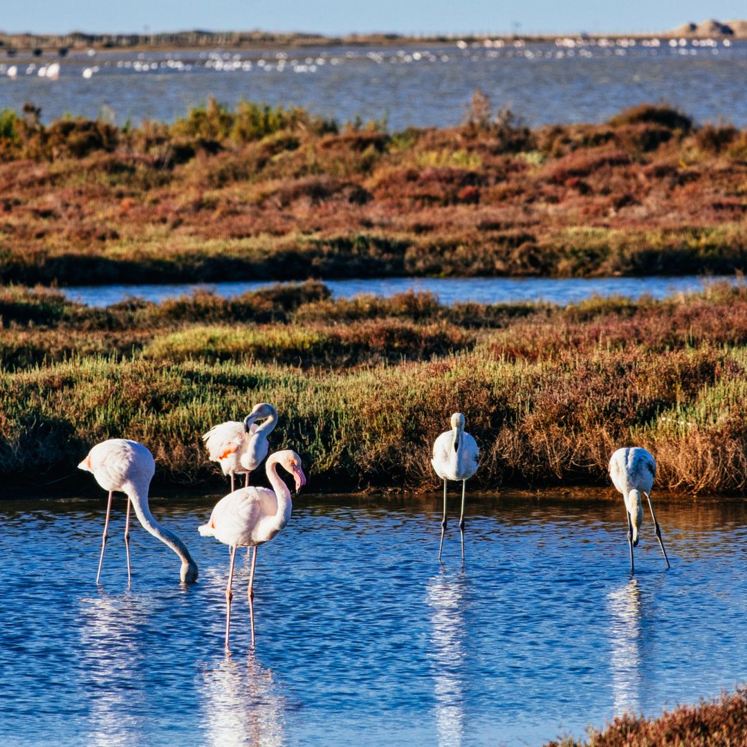 Los flamencos del delta del Ebro