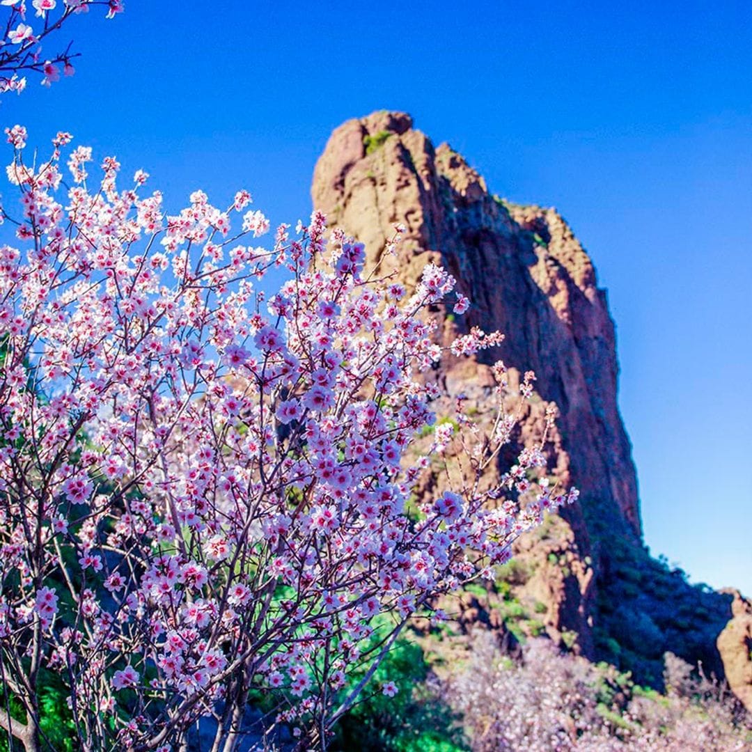 Almendros en flor, Tejeda, Gran Canaria