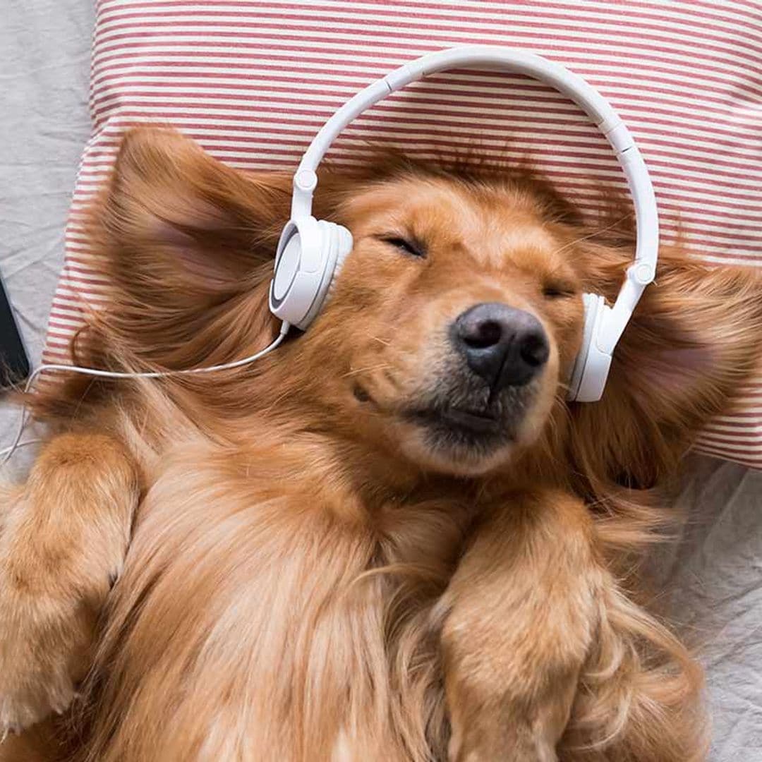 Qué tipo de música le puede gustar a tu perro y por qué