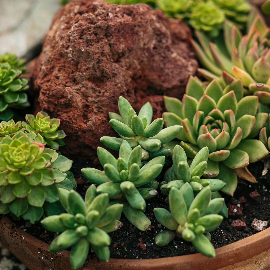 El Pachyphytum: las suculentas de atractivos colores perfectas para dentro y fuera de casa