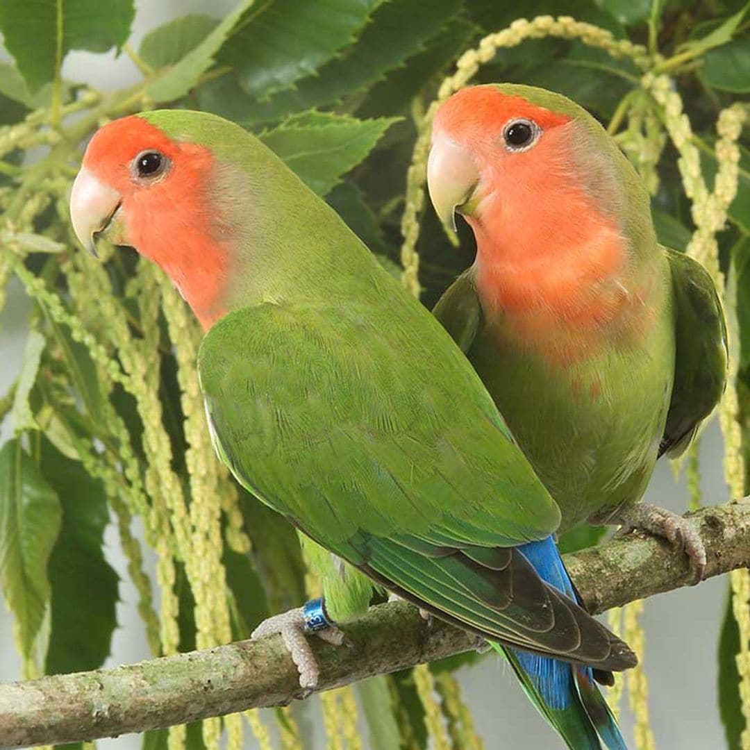 Agapornis, esos pequeños loros 'inseparables'