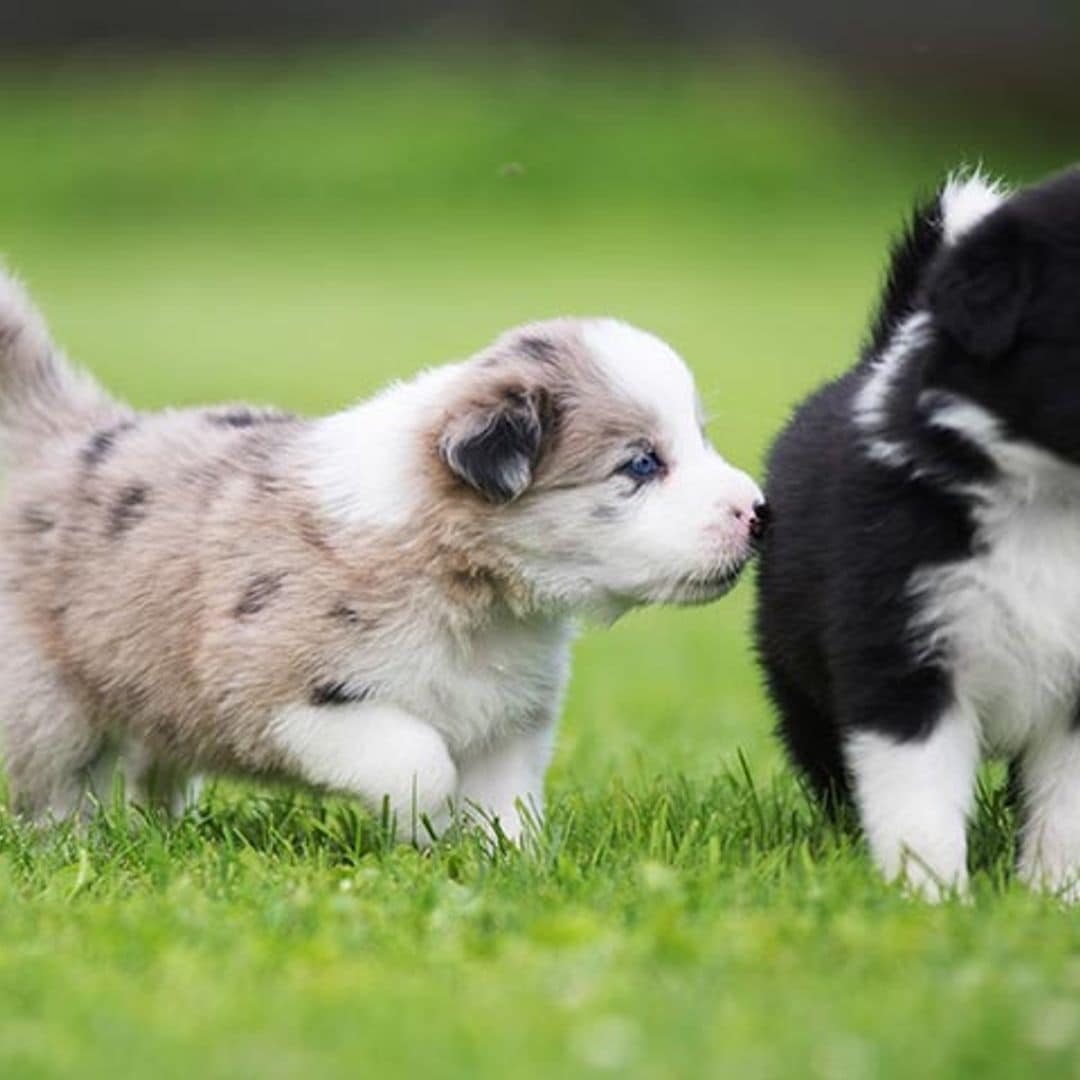 Cómo entrenar a tu cachorro de border collie