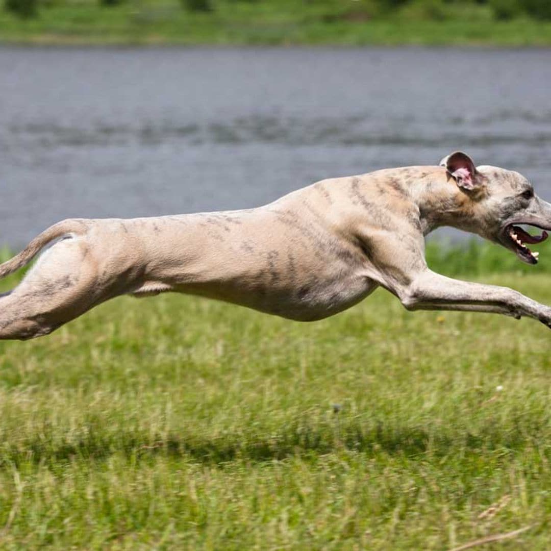 La 'contradicción' del galgo: el rey de la velocidad es también el más perezoso