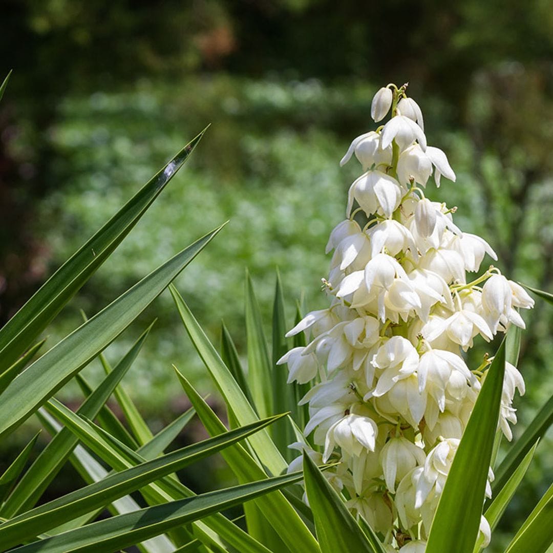 cultivo yuca