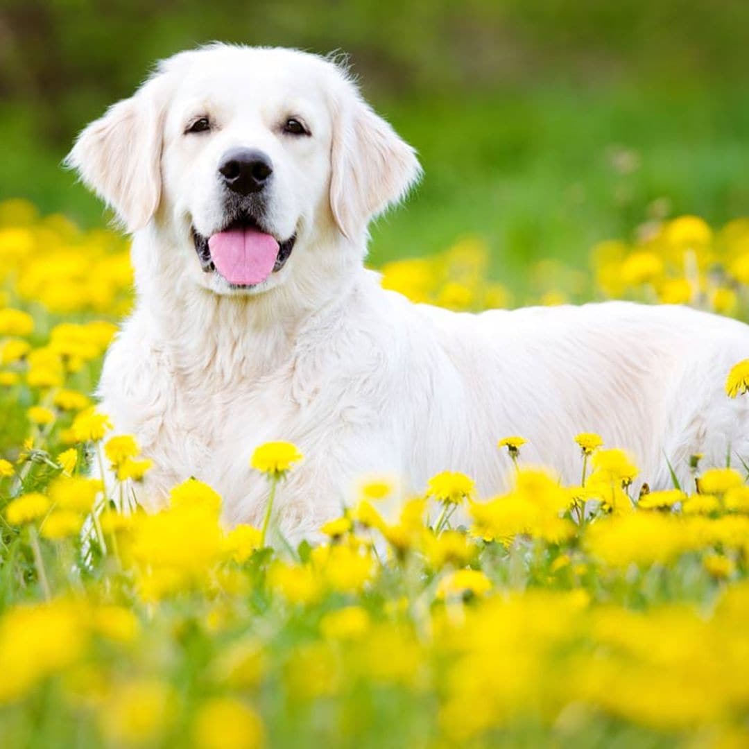 ¿Hay perros de campo y perros de ciudad? Consejos para cuidar de ellos en ambas situaciones