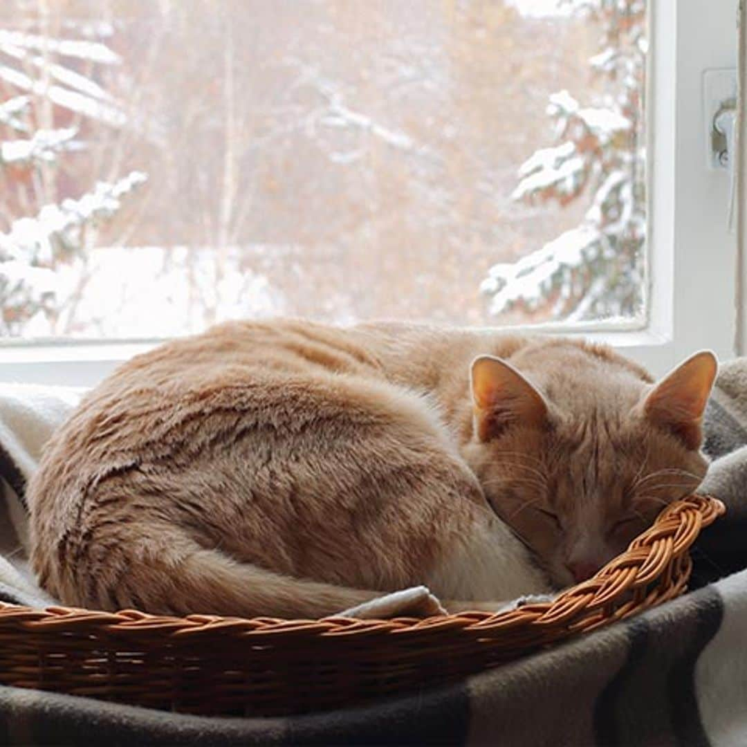 Ayuda a tu gato a pasar mejor el invierno