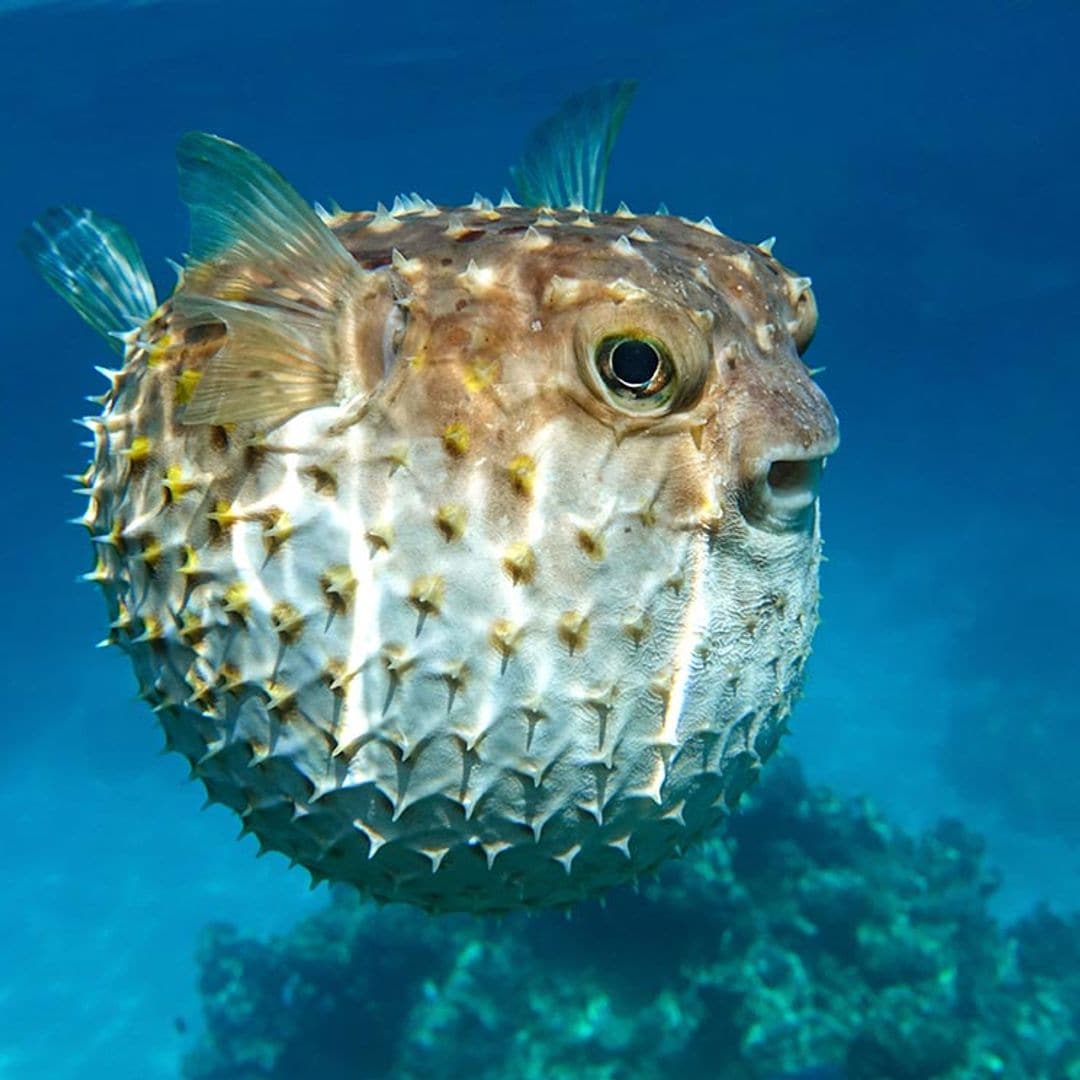 Peces venenosos o letales para tu acuario