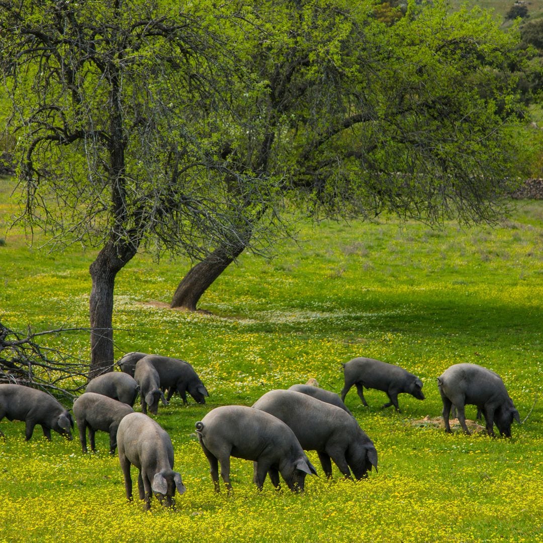 Cerdo ibérico en el Parque Natural de la Sierra de Aracena, Huelva