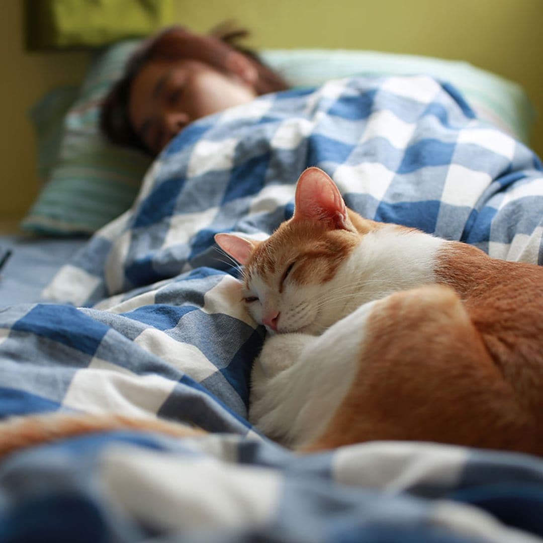 Revisa los riesgos y ventajas de dormir con tu gato