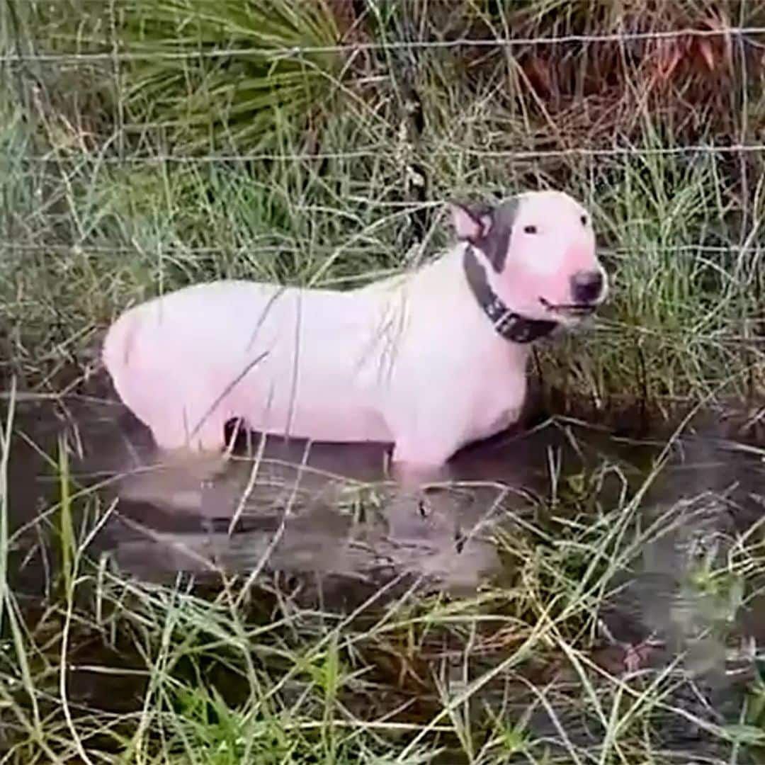 El heroico rescate de un perro abandonado durante el huracán Milton se vuelve viral