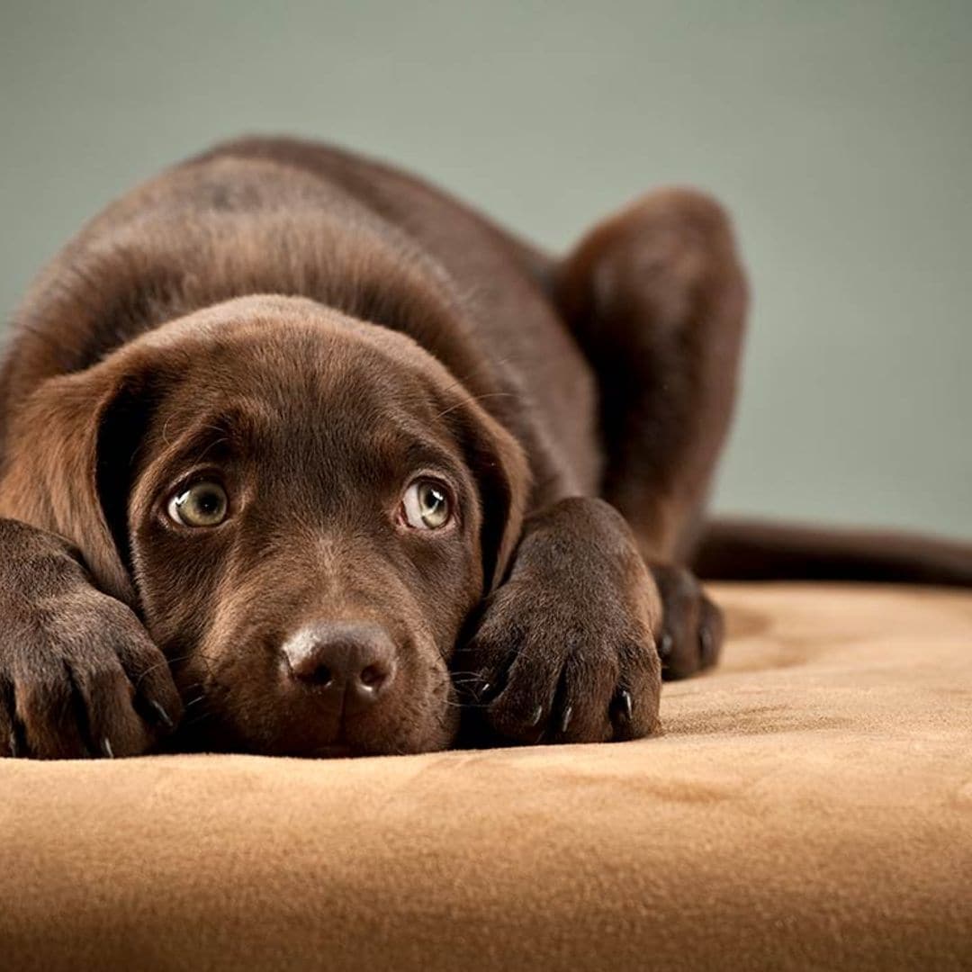 Sí, los perros también pueden tener ataques de hipo