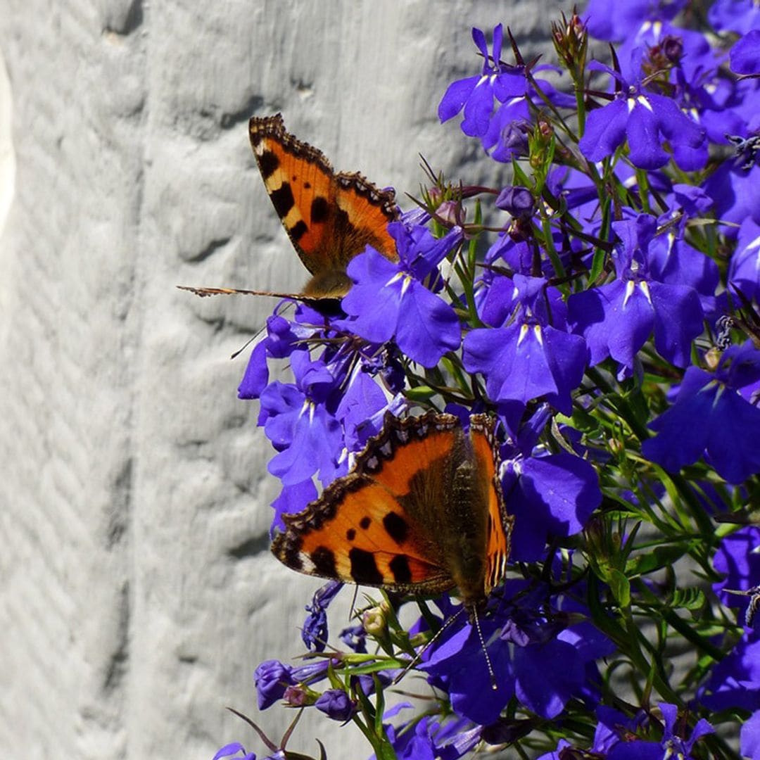 Lobelia, la flor azul que llenará tu jardín de color y una belleza rústica