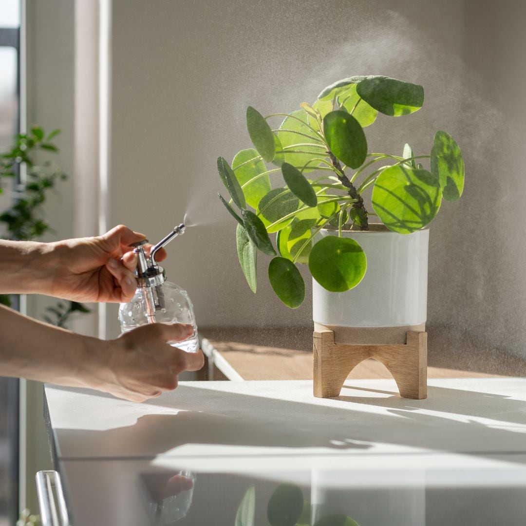 Mujer rociando una planta de interior Pilea peperomioides, utilizando un pulverizador, humedece el aire alrededor de las hojas durante la calurosa temporada de verano en la cocina