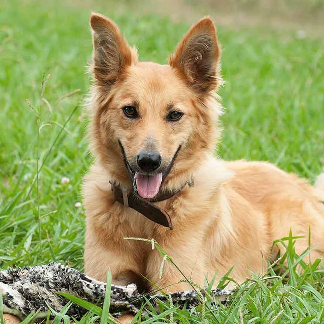 Pastor vasco, una raza de perro autóctona en peligro de extinción