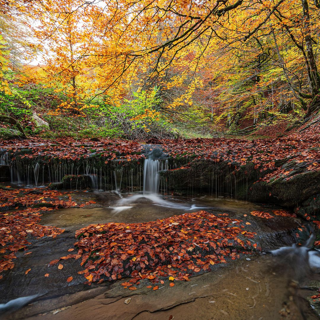 Paisaje de la Selva de Irati durante el otoño, Navarra