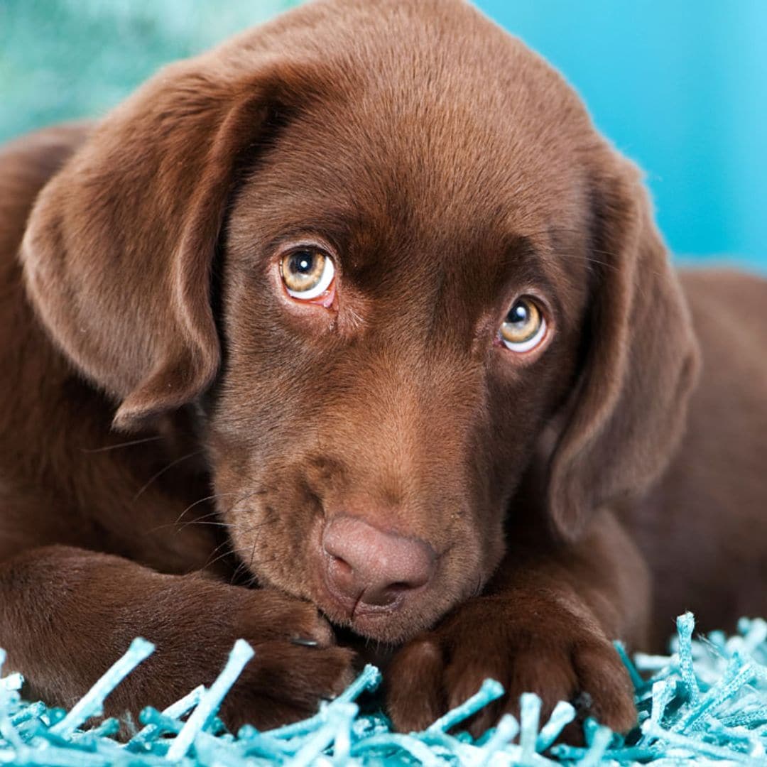 Cómo enseñar a mi cachorro a hacer pipí