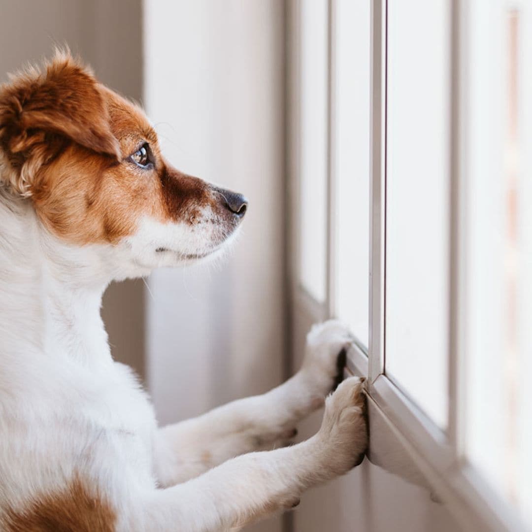 perro solo casa