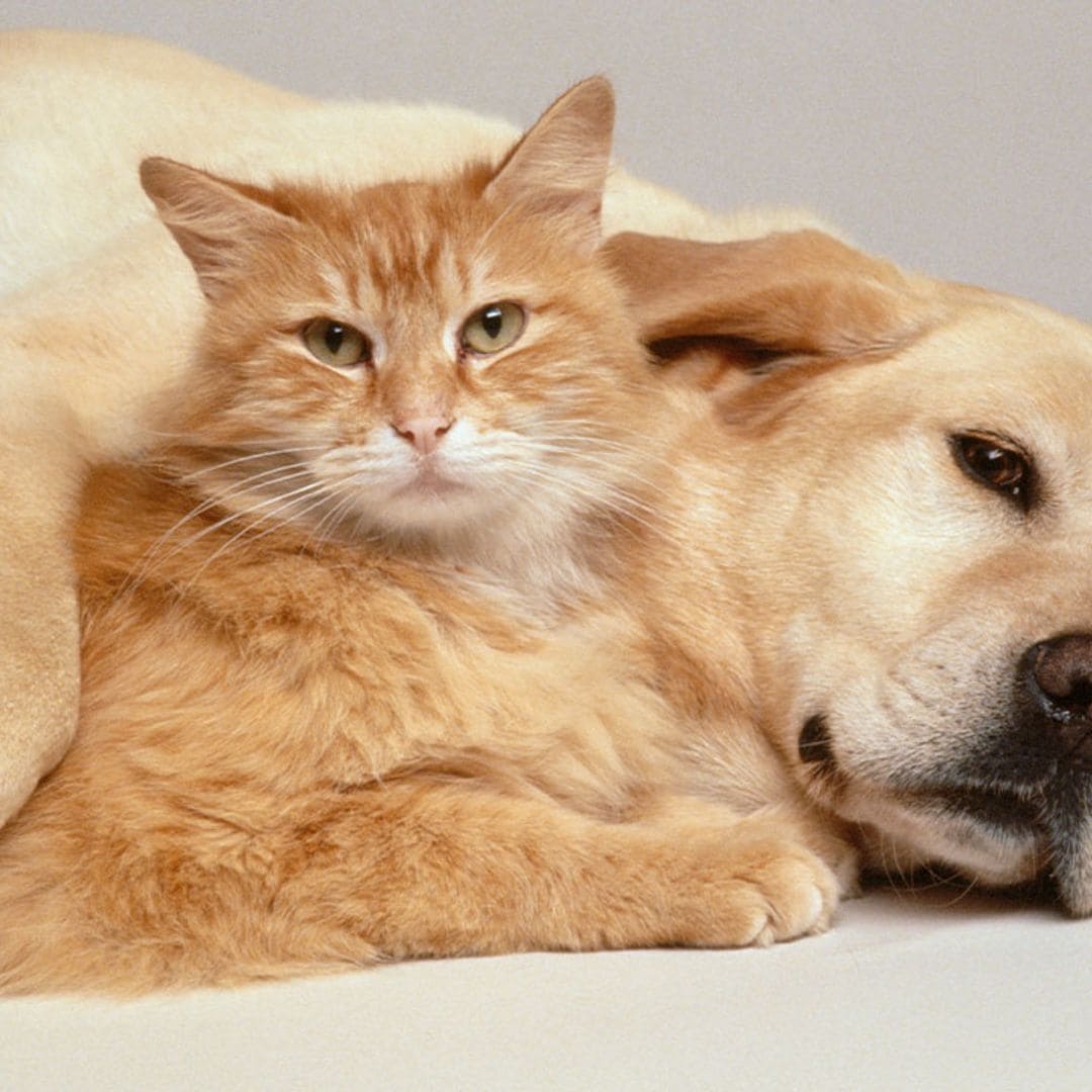 ¿No sabes cómo cuidar las patitas de tu mascota? Nuestra experta te lo cuenta todo en esta guía