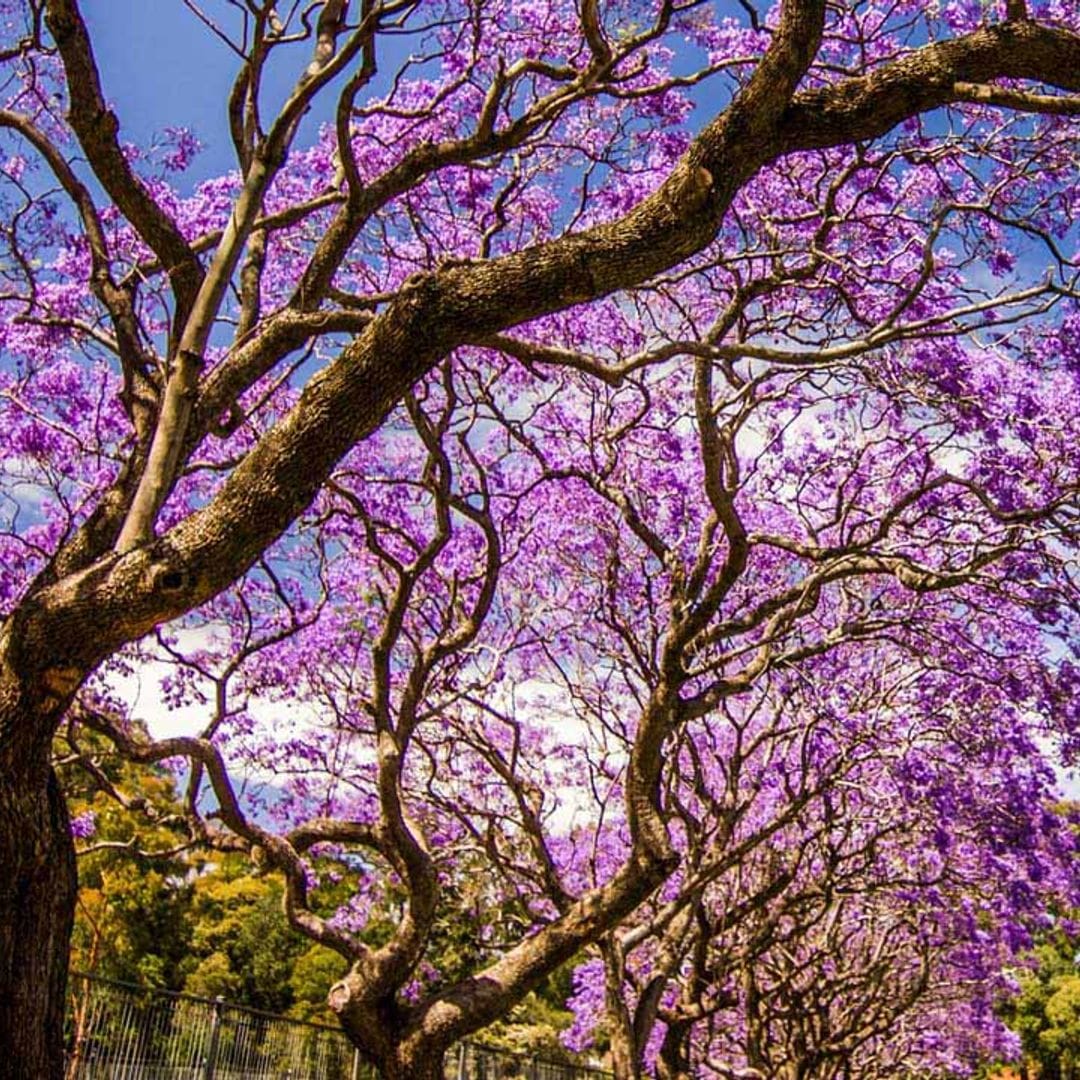 arboles flor primavera hola decoracion