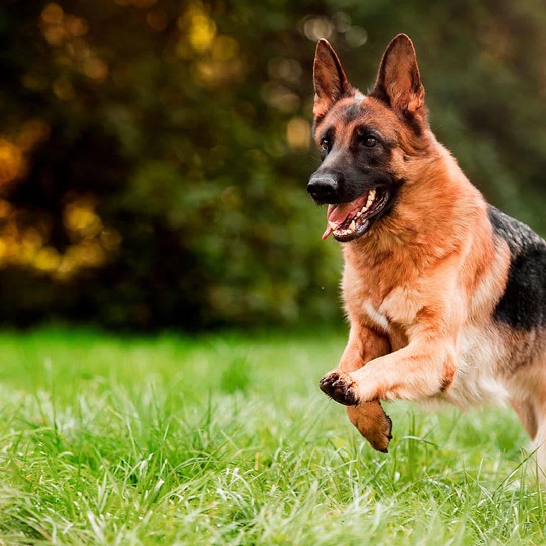 Estas son las mejores razas de perro para defensa personal