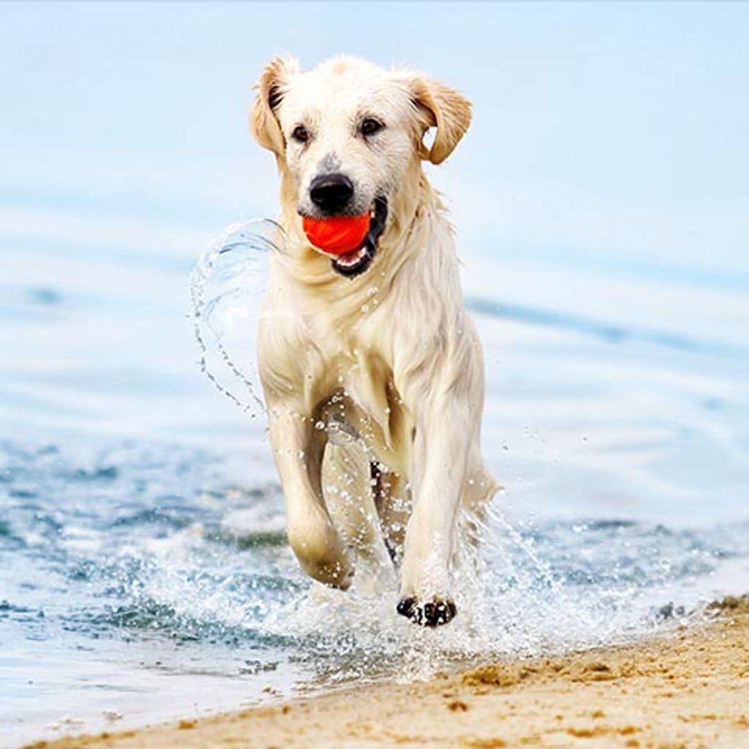 Qué necesitas saber para ir con tu perro a la playa